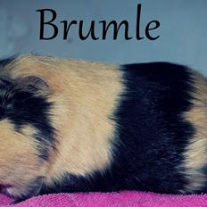 Marsvin Brumle - Mælkebøttehimlen.