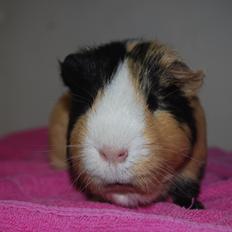 Marsvin Brumle - Mælkebøttehimlen.