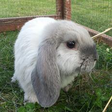 Kanin Hybens FaCa Syracuse "Sara"