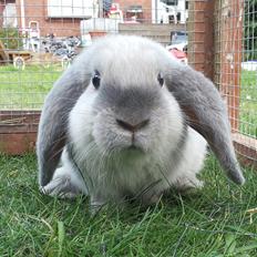 Kanin Hybens FaCa Syracuse "Sara"