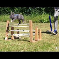 Kanin Makara's blue lightning15/9-2012 - februar 2015 †