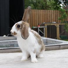 Kanin sofiagårdens shapes of summer