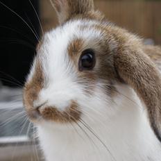 Kanin sofiagårdens shapes of summer