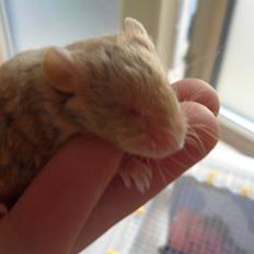 Mus Netsumi's Me o shita