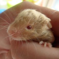 Mus Netsumi's Me o shita