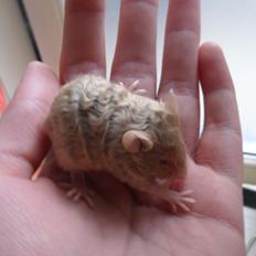 Mus Netsumi's Saitou