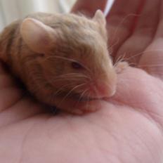 Mus Netsumi's Saitou