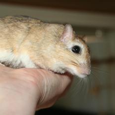 Ørkenrotte *SHAW GERBIL*