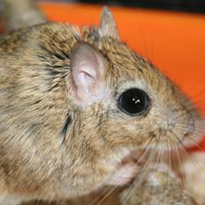 Ørkenrotte *SHAW GERBIL*
