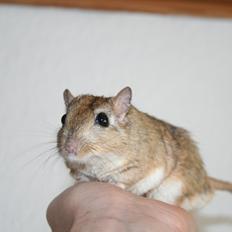 Ørkenrotte *SHAW GERBIL*