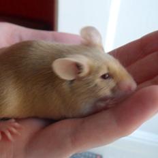 Mus Netsumi's Kishimoto