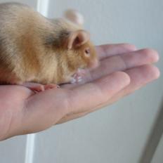 Mus Netsumi's Kishimoto