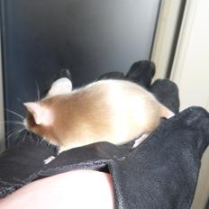 Mus Netsumi's Kishimoto