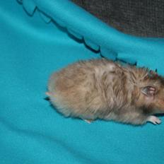 Hamster Lindes Polux