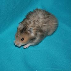 Hamster Lindes Polux
