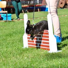 Kanin Fionas Casablanca