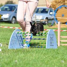 Kanin Fionas Casablanca