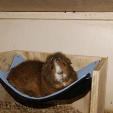 Marsvin DKkdCH LUX Alexander Helios