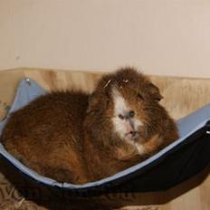 Marsvin DKkdCH LUX Alexander Helios