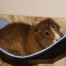 Marsvin DKkdCH LUX Alexander Helios