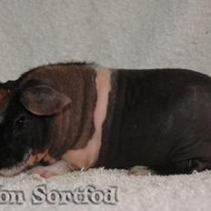 Marsvin Sucker for A Superstar von Sortfod