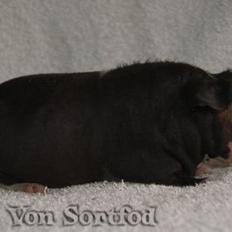 Marsvin Sucker for A Superstar von Sortfod