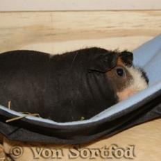 Marsvin Sucker for A Superstar von Sortfod