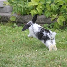 Kanin Wraae's Super Flyer