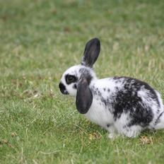 Kanin Wraae's Super Flyer