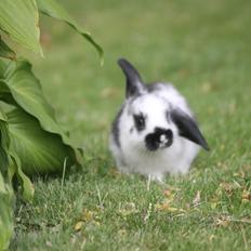 Kanin Wraae's Super Flyer