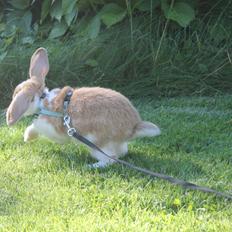 Kanin Sofiagårdens Mystery Summer