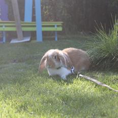 Kanin Sofiagårdens Mystery Summer