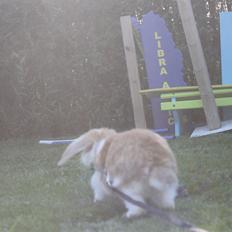 Kanin Sofiagårdens Mystery Summer