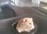 Hamster Prop <3