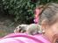 Hamster Hamsterhuette's Zita