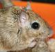 Ørkenrotte *SHAW GERBIL*