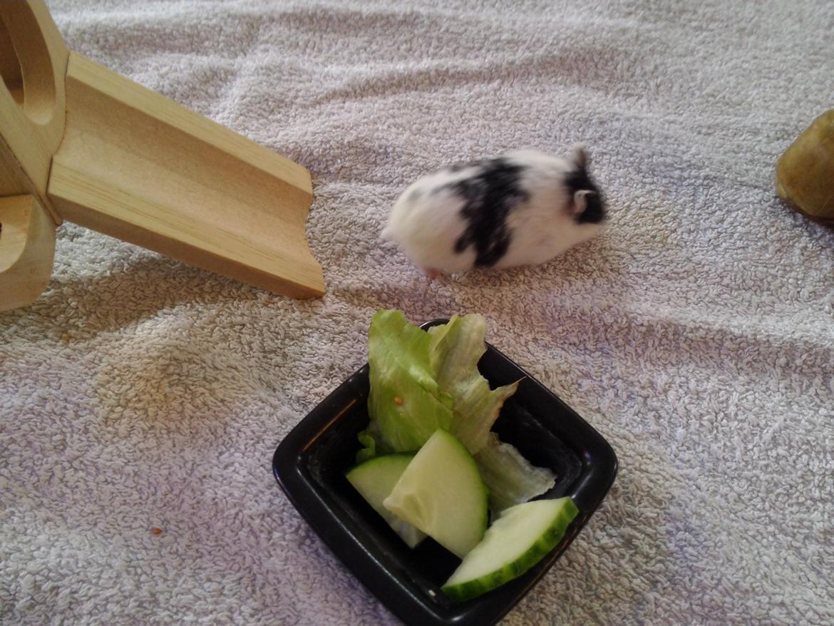 Dværghamster A Kuld - Aia billede 3