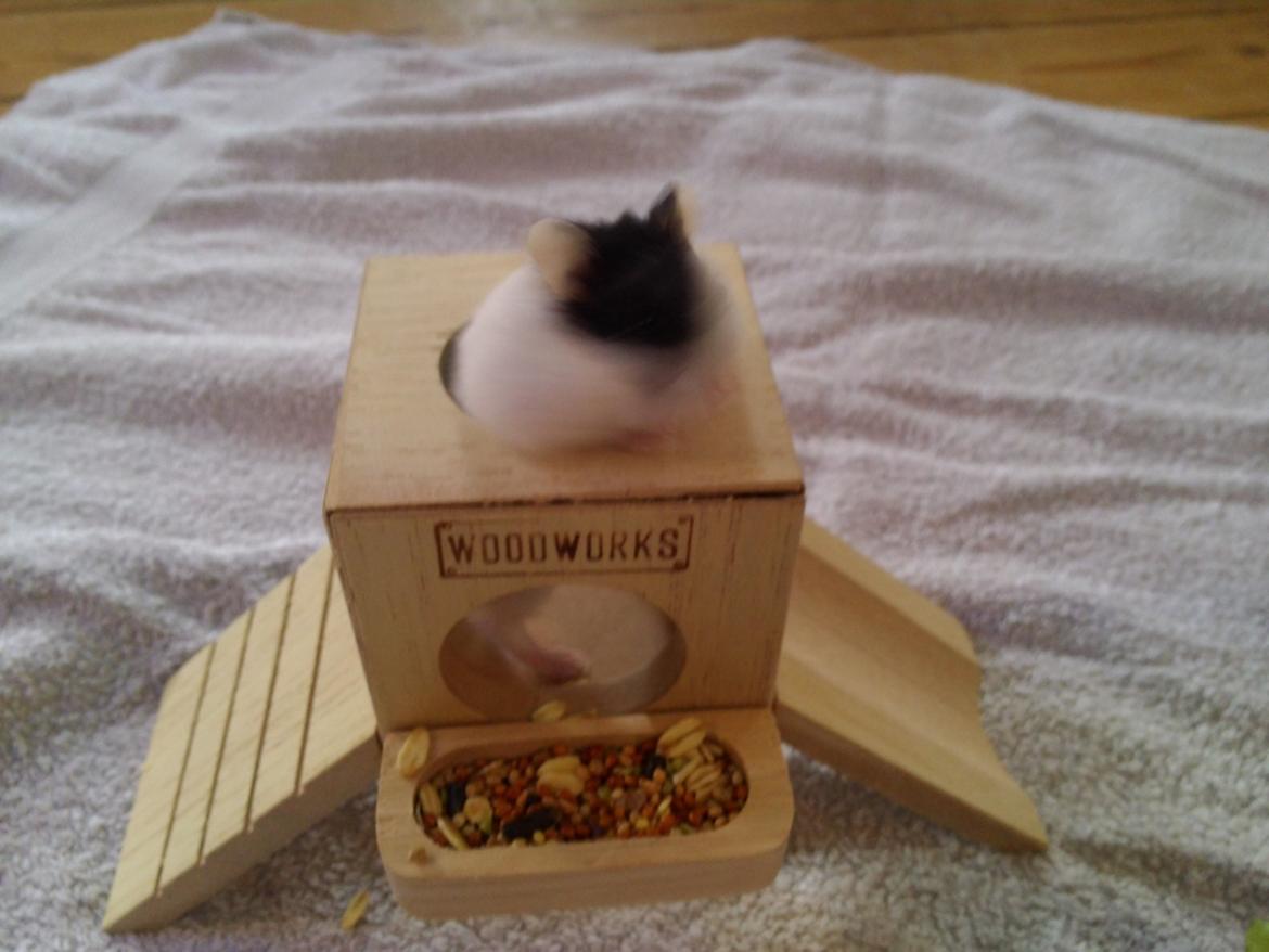 Dværghamster A Kuld - Aia billede 4