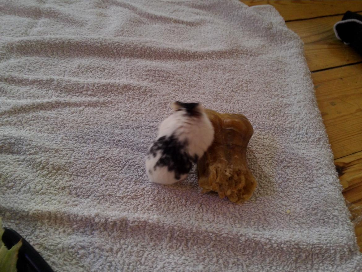 Dværghamster A Kuld - Aia billede 5