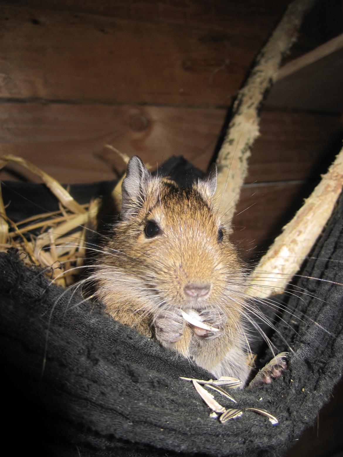 Degu Papaya (hvil i fred <3) billede 12