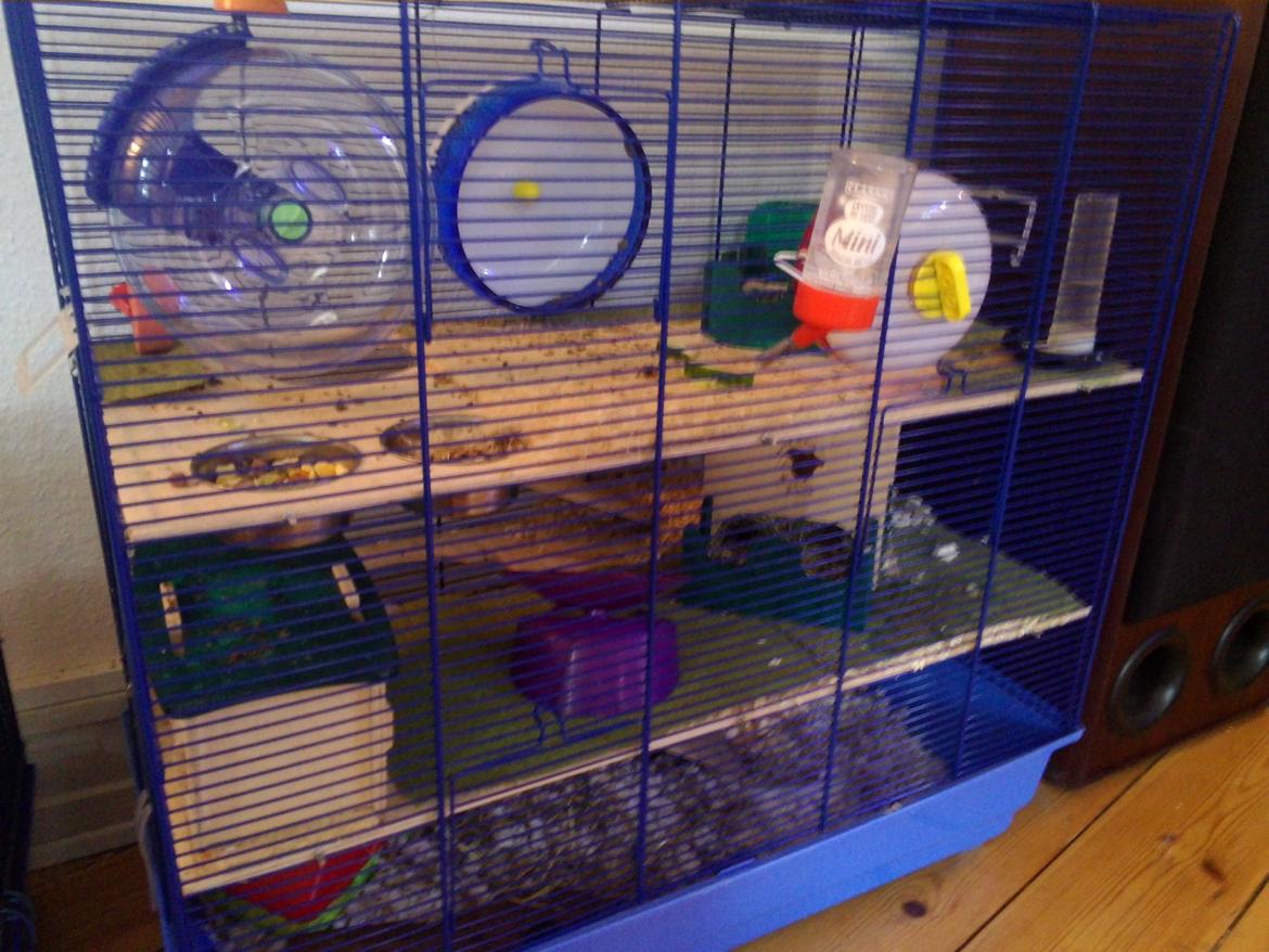 Dværghamster A Kuld - Aia - "Huset" billede 6
