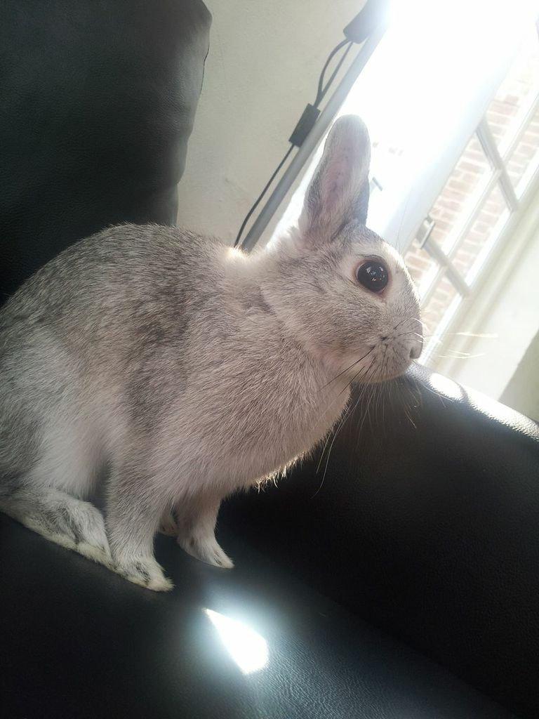 Kanin Ahrenkiels Ninka billede 13