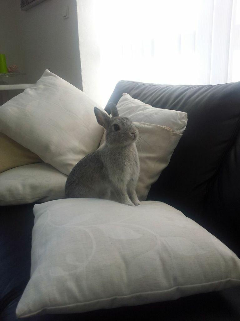 Kanin Ahrenkiels Ninka billede 2