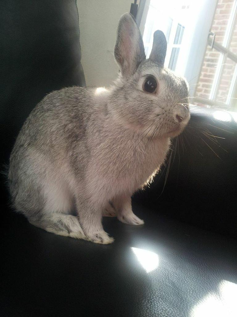 Kanin Ahrenkiels Ninka billede 14