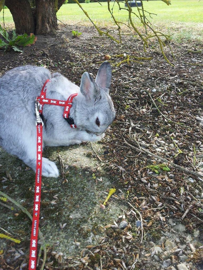 Kanin Ahrenkiels Ninka billede 15