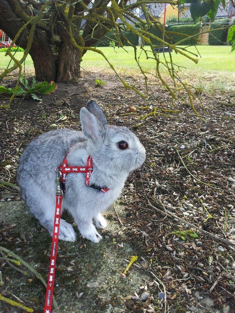 Kanin Ahrenkiels Ninka billede 16