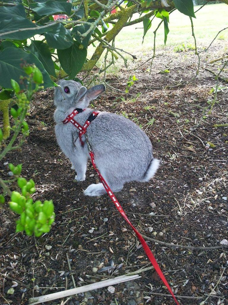 Kanin Ahrenkiels Ninka billede 17