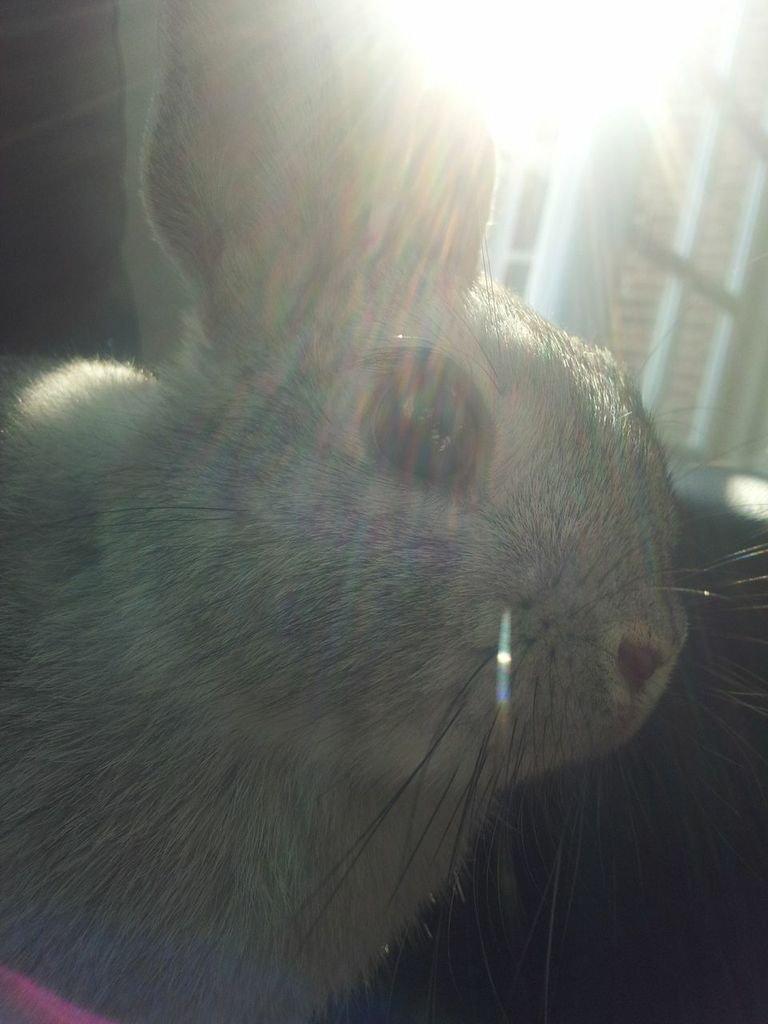 Kanin Ahrenkiels Ninka billede 18