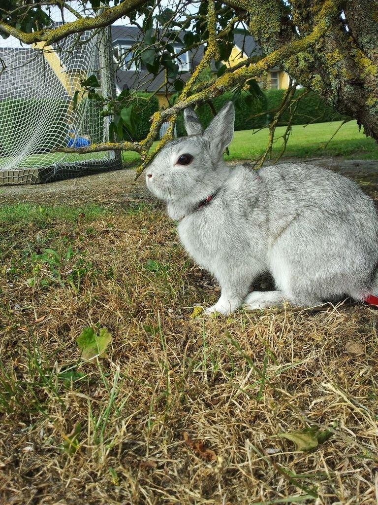 Kanin Ahrenkiels Ninka billede 19