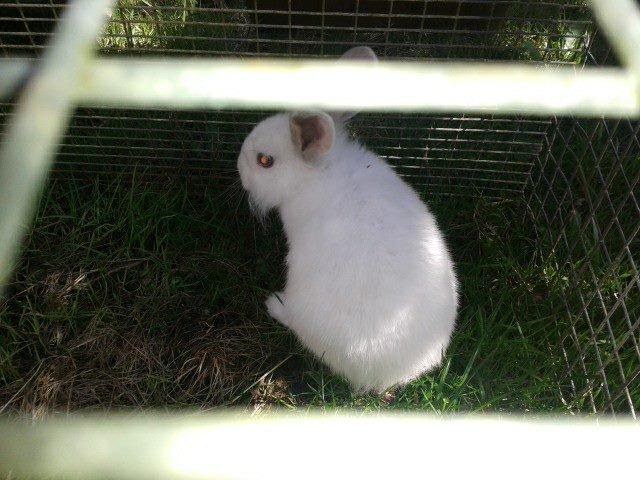 Kanin Prinsebasse billede 2